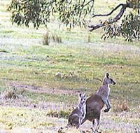 Kangaroo Ridge Retreat - New Castle Holiday
