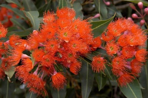 Ficifolia Lodge - New Castle Holiday 3