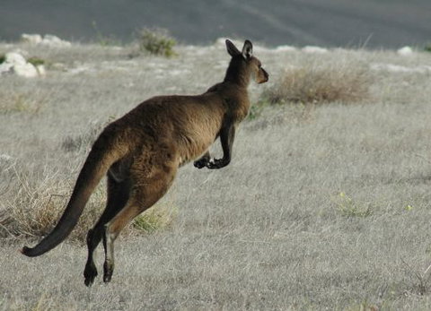 Ficifolia Lodge - New Castle Holiday 6