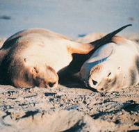 Highgate Farmhouse - New Castle Holiday