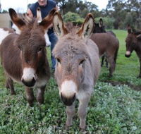Donkey Tales Farm Cottages - New Castle Holiday