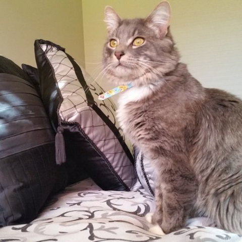 Cherry Blossum Residences - Lyndhurst - New Castle Holiday 2