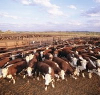 Bond Springs Outback Retreat - New Castle Holiday