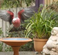 Wattle Court  Retreat - New Castle Holiday