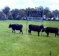 Cluan Homestead - New Castle Holiday