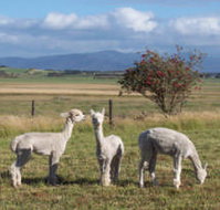 Promhills Cabins - New Castle Holiday