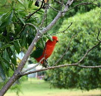 Bunya Mountains Accommodation Centre - Chalets And Holiday Homes - New Castle Holiday