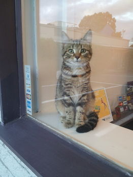 The Prince Mark Motor Inn - New Castle Holiday 23