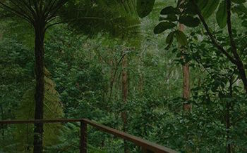 Kondalilla Eco Resort - New Castle Holiday 7