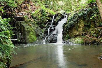 Kondalilla Eco Resort - New Castle Holiday 63