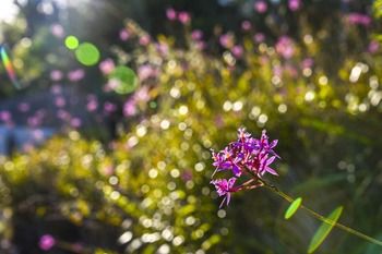 Ninderry Manor Luxury Retreat - New Castle Holiday 13