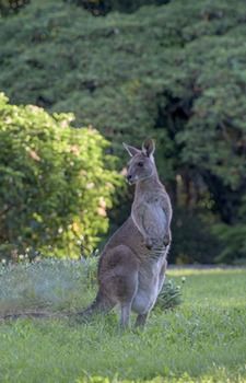 Ninderry Manor Luxury Retreat - New Castle Holiday 15