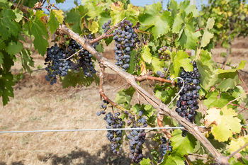 De'Vine Escape - New Castle Holiday 13