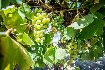 De'Vine Escape - New Castle Holiday 20