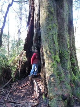 Brentwood Accommodation - New Castle Holiday 56