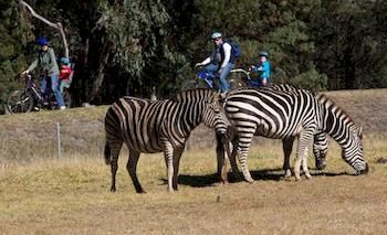 Zoofari Lodge, Taronga Western Plains Zoo - New Castle Holiday 8
