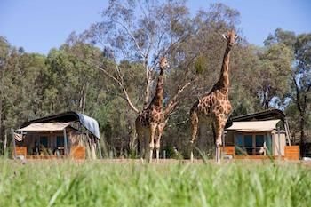 Zoofari Lodge, Taronga Western Plains Zoo - New Castle Holiday 13