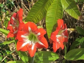 Sunshine Valley Cottages - New Castle Holiday 2