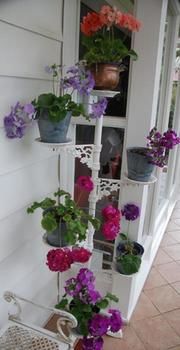 A Winter-rose Cottage B&B - New Castle Holiday 5