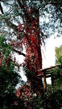 A Winter-rose Cottage B&B - New Castle Holiday 7