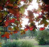 Elfin Hill Country Accommodation - New Castle Holiday