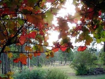 Elfin Hill Country Accommodation - New Castle Holiday 0