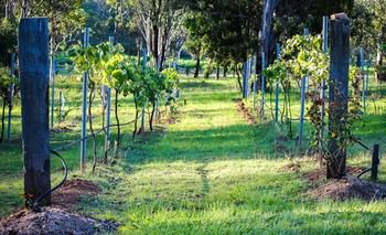 Elfin Hill Country Accommodation - New Castle Holiday 14
