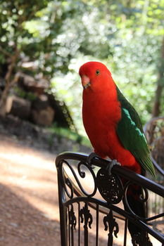 Merrow Cottages - New Castle Holiday 40