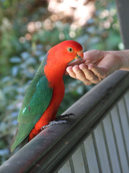Merrow Cottages - New Castle Holiday 49