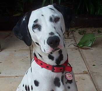 Tantarra Bed And Breakfast - New Castle Holiday 17