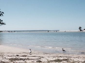 Huskisson Beach Bed And Breakfast - New Castle Holiday 3