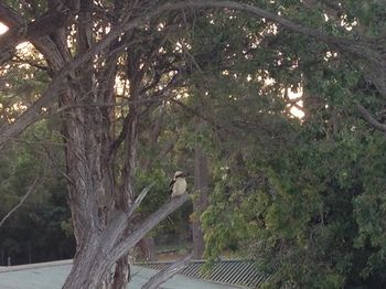 Huskisson Beach Bed And Breakfast - New Castle Holiday 7