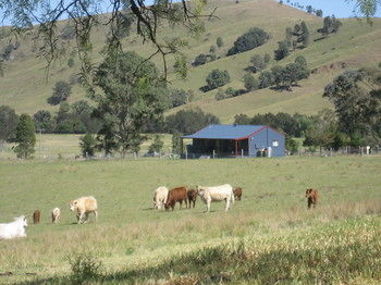 The Wattle Lodge - New Castle Holiday 19