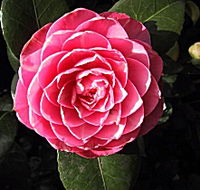 Cloverlea Gardens Bed and Breakfast - New Castle Holiday