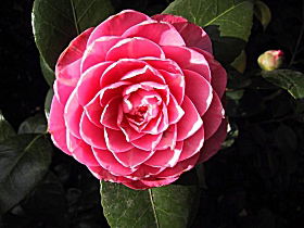 Cloverlea Gardens Bed And Breakfast - New Castle Holiday 0