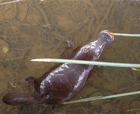 Silver Ridge Retreat - New Castle Holiday 3