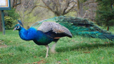 Jubilee Lake Holiday Park - New Castle Holiday 6