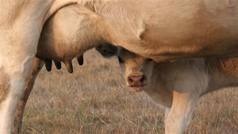 Cathedral Valley Farm - New Castle Holiday 1