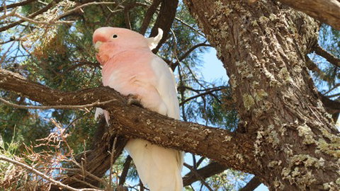 Mungo Lodge - New Castle Holiday 3