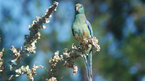 Mungo Lodge - New Castle Holiday 5