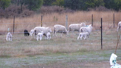 Auberge Woodend - New Castle Holiday 0