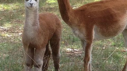 Chestnut Springs - New Castle Holiday 6