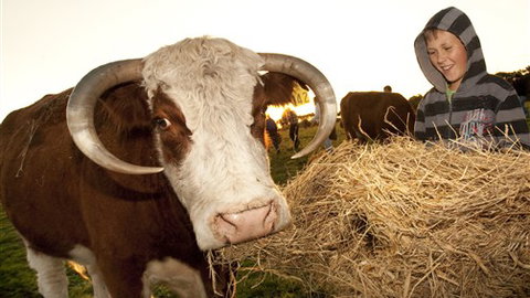 Kangaroobie - New Castle Holiday 4