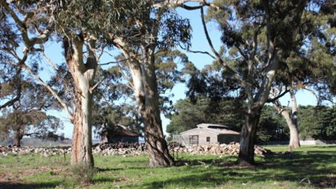 Moranghurk Vineyard & Accommodation - New Castle Holiday 3