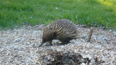 Sabrelyn Park - New Castle Holiday 5