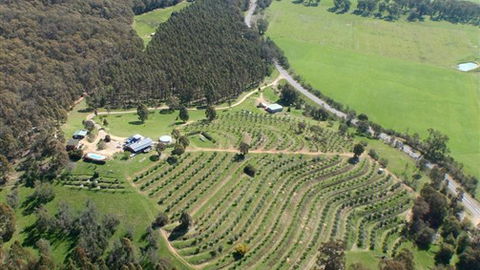 Karoonda Olive Grove Retreat At Mt Buffalo Olives - New Castle Holiday 2