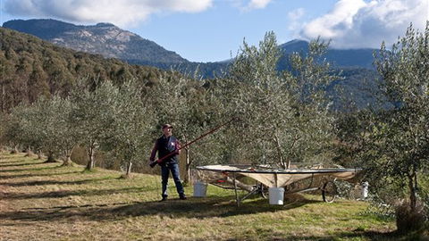 Karoonda Olive Grove Retreat At Mt Buffalo Olives - New Castle Holiday 3