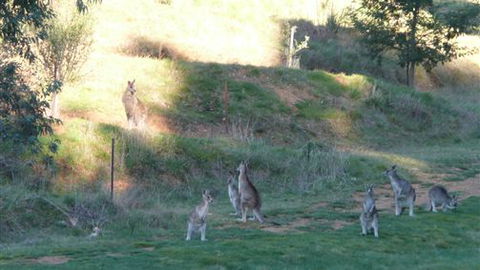 Karoonda Olive Grove Retreat At Mt Buffalo Olives - New Castle Holiday 6
