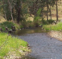Murphy's Cabin - New Castle Holiday