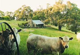 Adelaide Hills Country Cottages - Gum Tree Cottage - New Castle Holiday 1